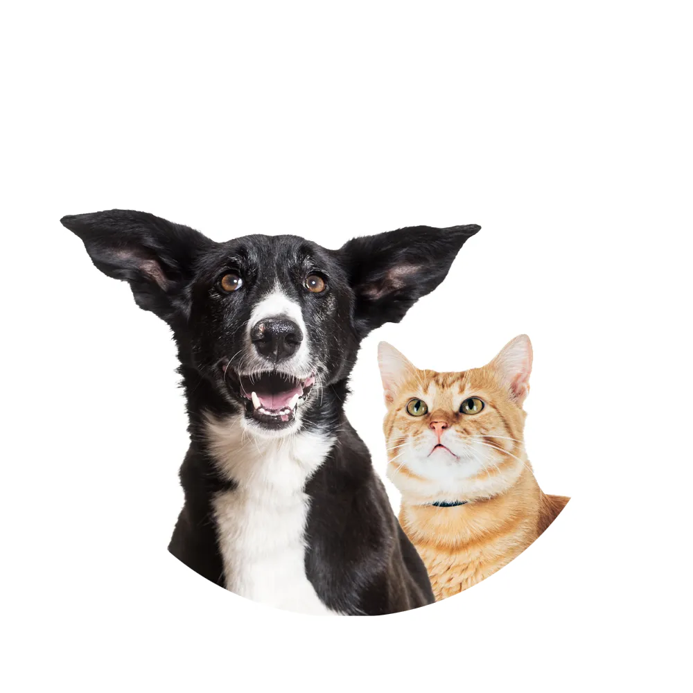 cremazione animali domestici a Bari e provincia